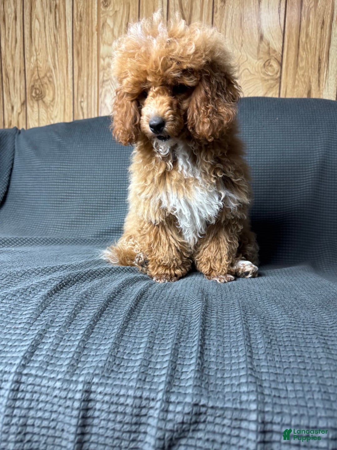 Toy Poodle dogs for sale: Lada - Image 7
