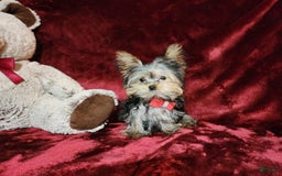 Yorkshire Terrier dogs for sale: Teddy - Image 9