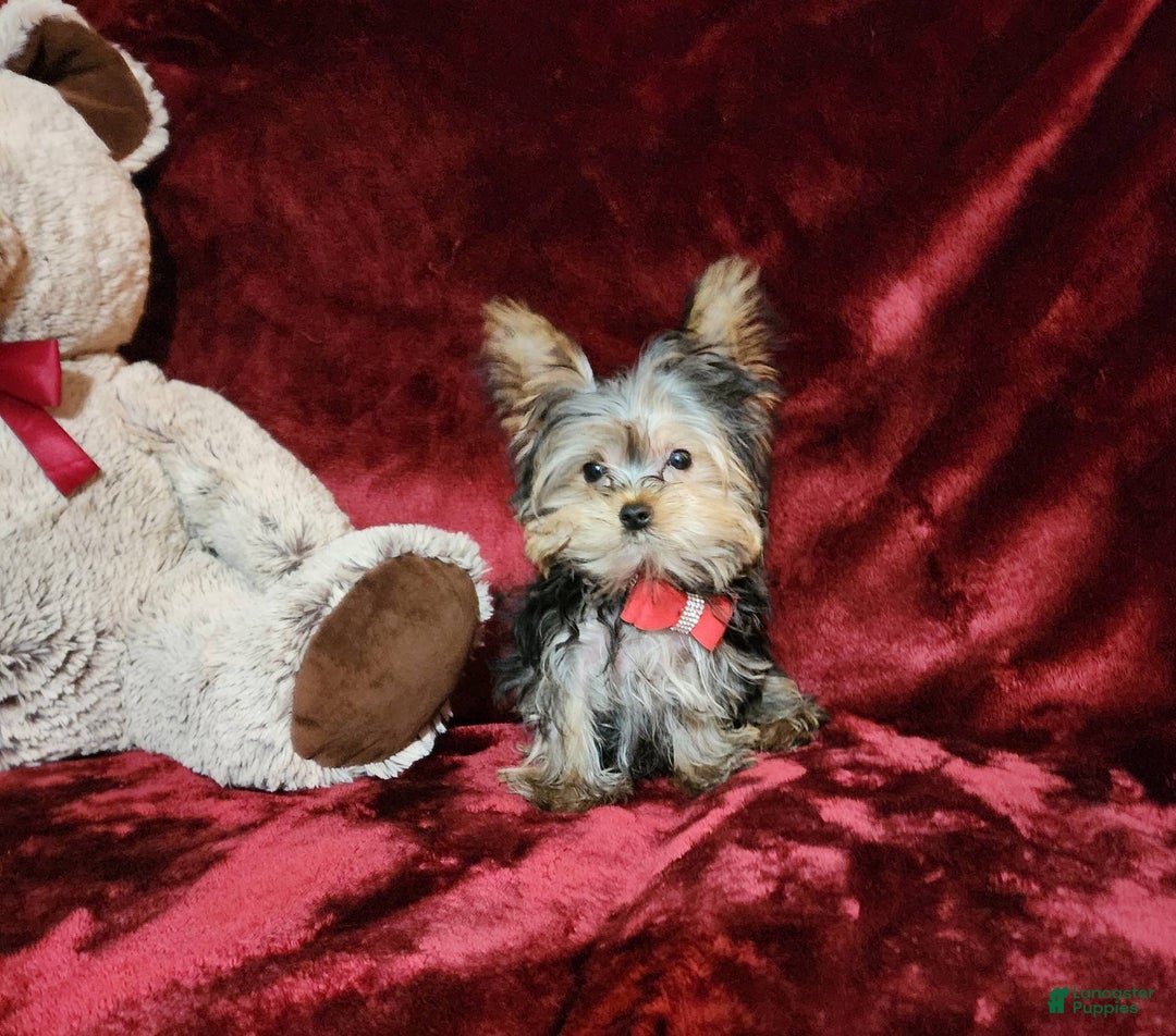 Yorkshire Terrier dogs for sale: Teddy - Image 9