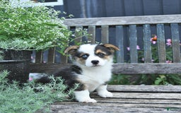 Welsh Corgi Pembroke dogs for sale: Harper - Image 1