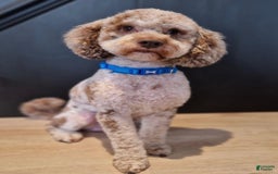 Cavapoo dogs for sale: Daisy - Image 7
