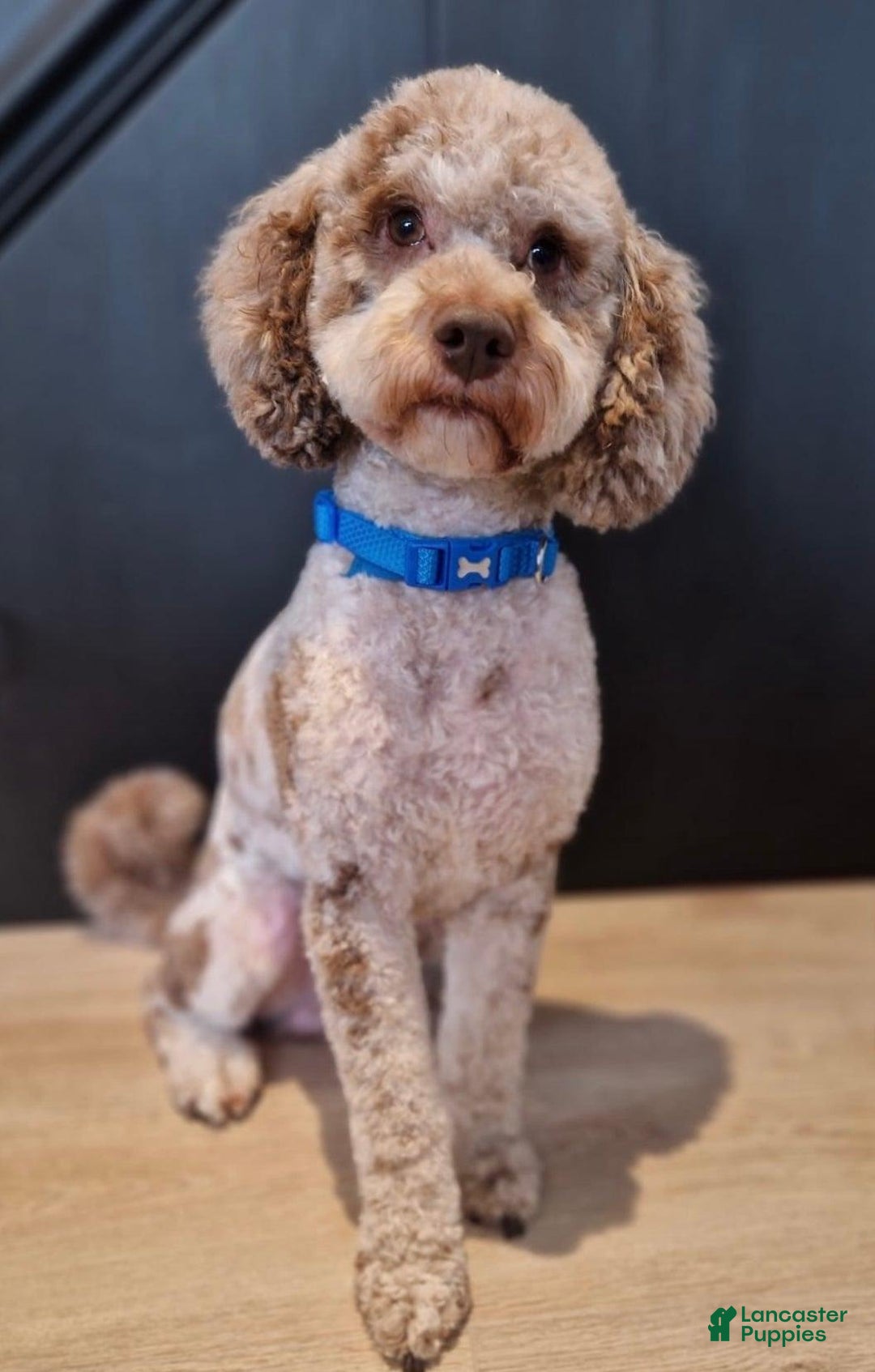 Cavapoo dogs for sale: Daisy - Image 7