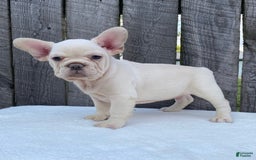 French Bulldog dogs for sale: Drew - Image 3