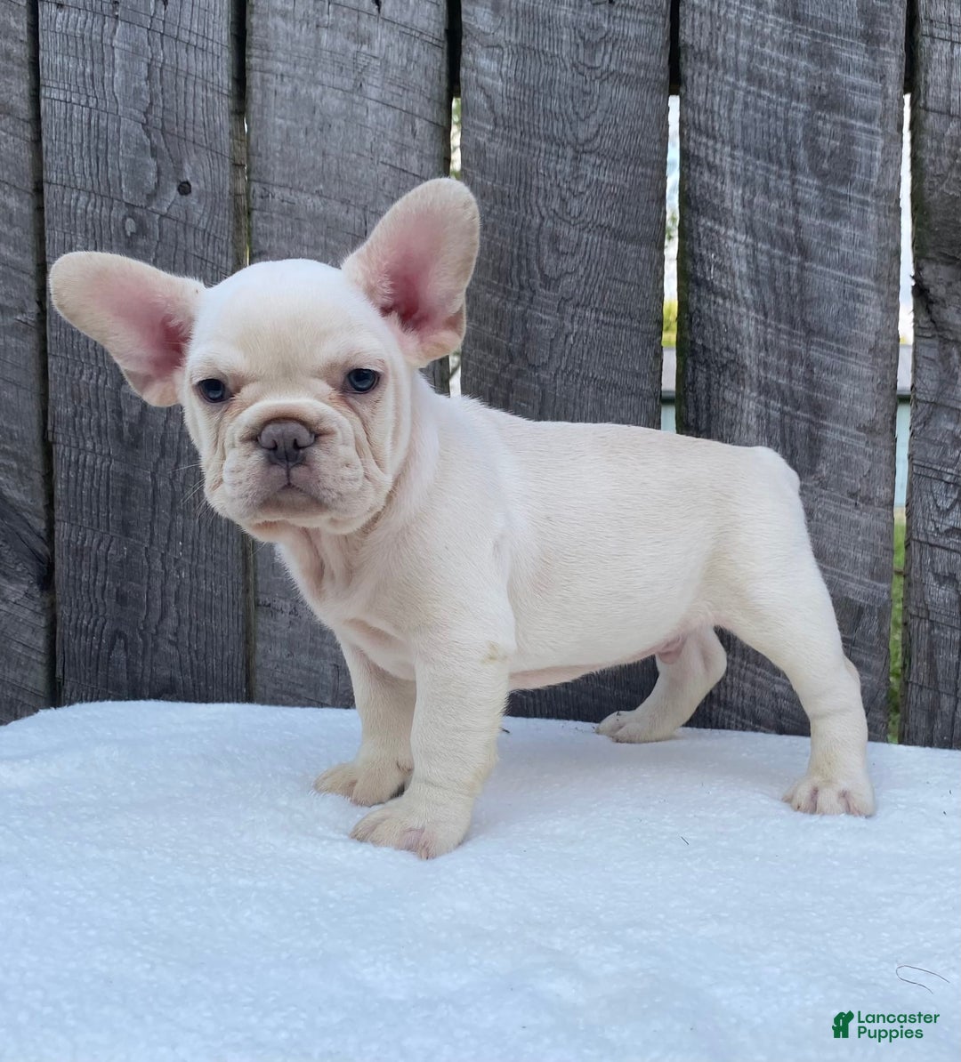 French Bulldog dogs for sale: Drew - Image 3