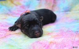 Gerberian Shepsky dogs for sale: Gerberian Shepsky 2 puppies - Image 11