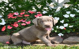 Labrador Retriever dogs for sale: Milo - Image 3