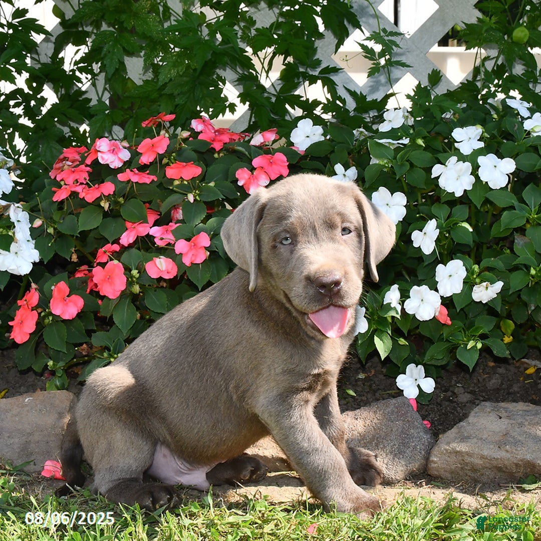 Labrador Retriever dogs for sale: Milo - Image 3