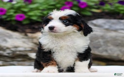 Mini Bernedoodle dogs for sale: Melissa - Image 5