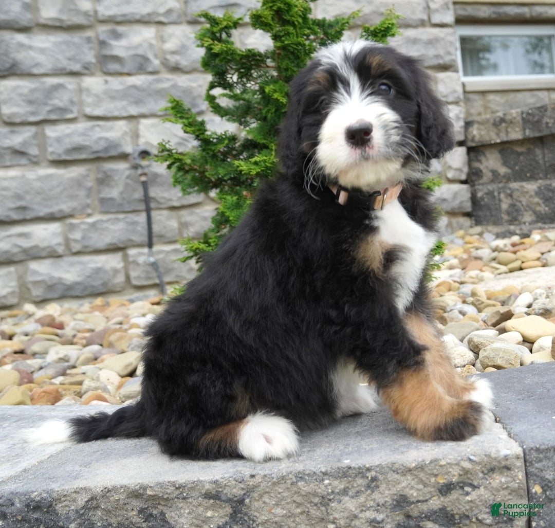 Bernedoodle dogs for sale: Melody - Image 8