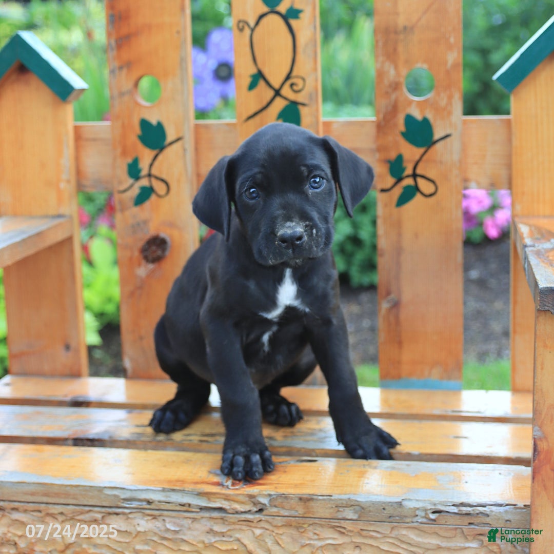 Cane Corso dogs for sale: Kingston - Image 3