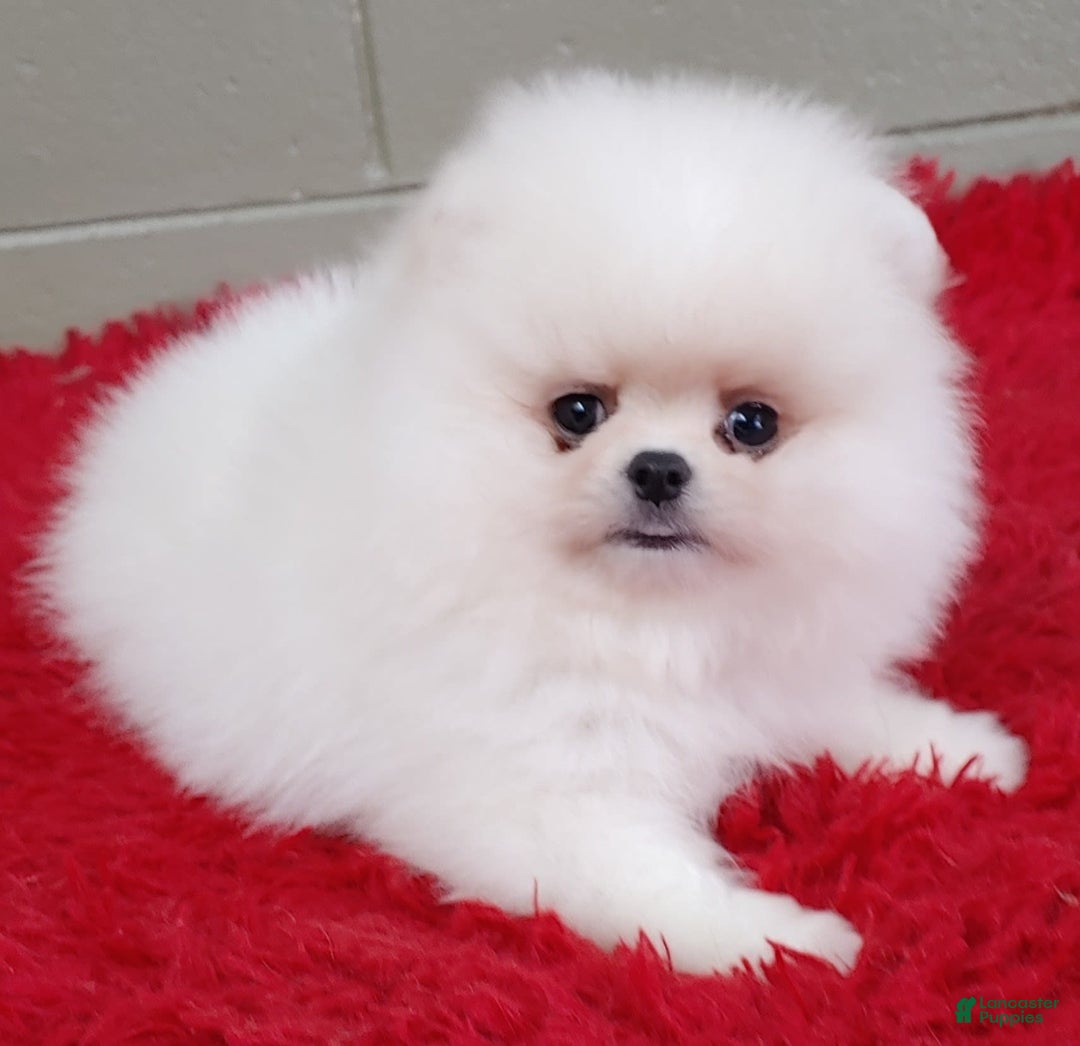 Pomeranian dogs for sale: Blizzard - Image 7