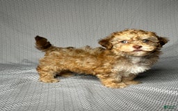 Havapoo dogs for sale: Brody - Image 3