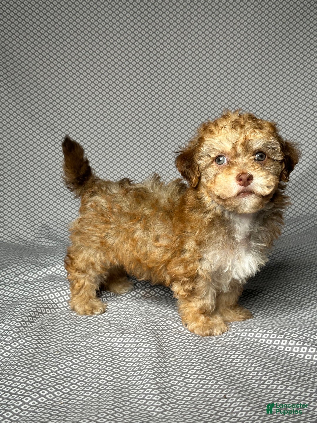 Havapoo dogs for sale: Brody - Image 3