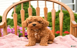 Cockapoo dogs for sale: Dusty - Image 1