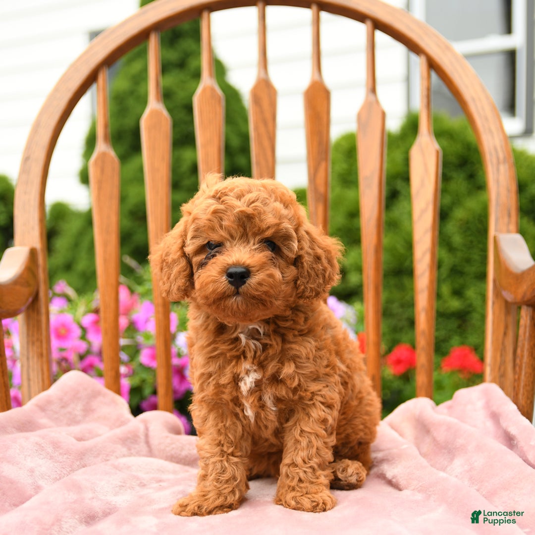 Cockapoo dogs for sale: Dusty - Image 1