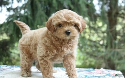 Miniature Poodle dogs for sale: Austin - Image 3