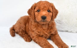 Mini Goldendoodle dogs for sale: Ollie - Image 9