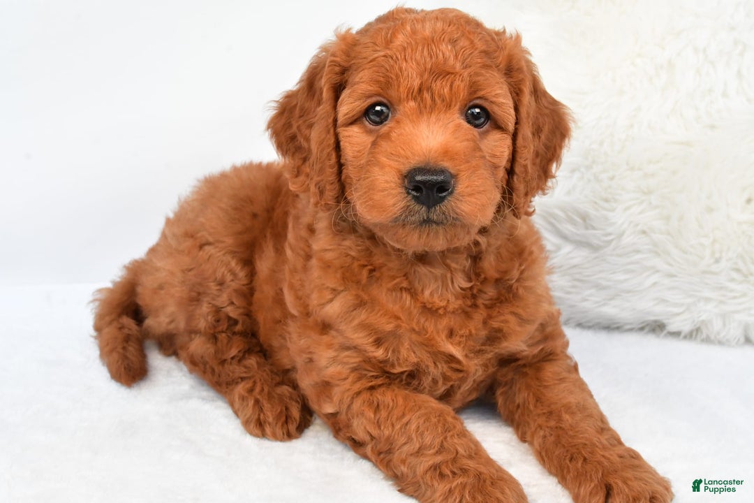 Mini Goldendoodle dogs for sale: Ollie - Image 9