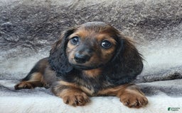 Miniature Dachshund dogs for sale: Tanner - Image 3