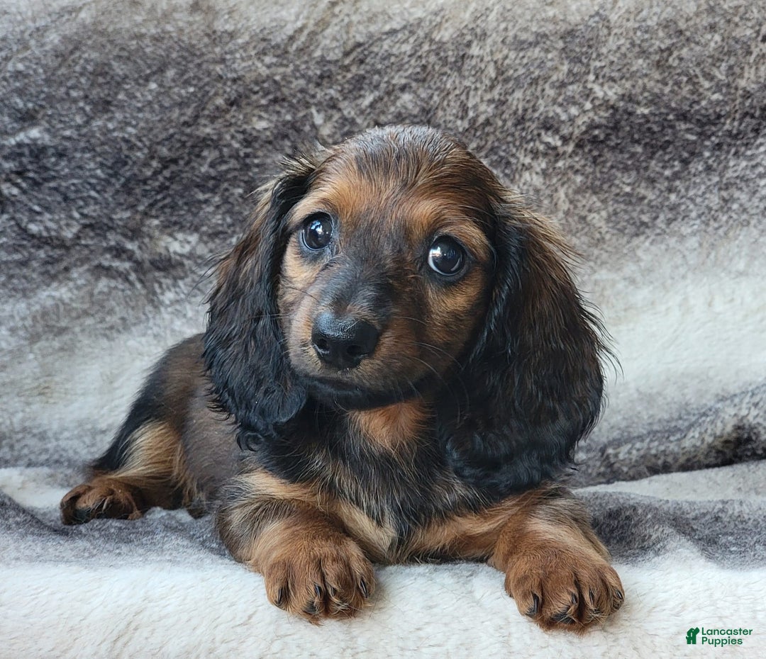 Miniature Dachshund dogs for sale: Tanner - Image 3
