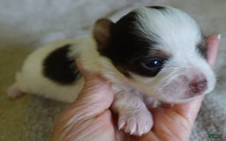 Yorkshire Terrier dogs for sale: Raleigh chocolate parti - Image 3