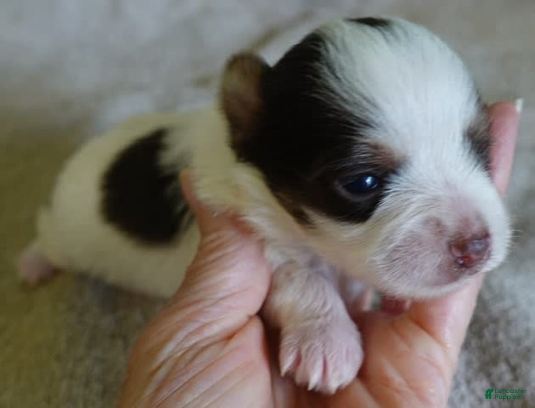 Yorkshire Terrier dogs for sale: Raleigh chocolate parti - Image 3