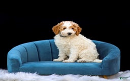 Standard Poodle dogs for sale: Rail - Image 3