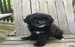 Goldendoodle dogs for sale: Willow - Image 3