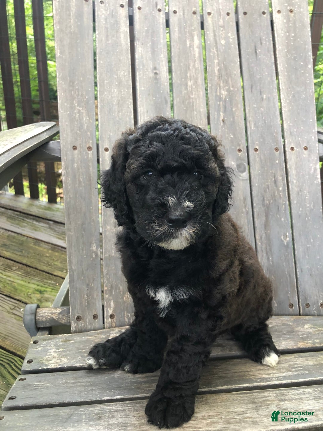 Goldendoodle dogs for sale: Willow - Image 3