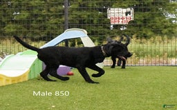 Labrador Retriever dogs for sale: Male 850 - Image 2