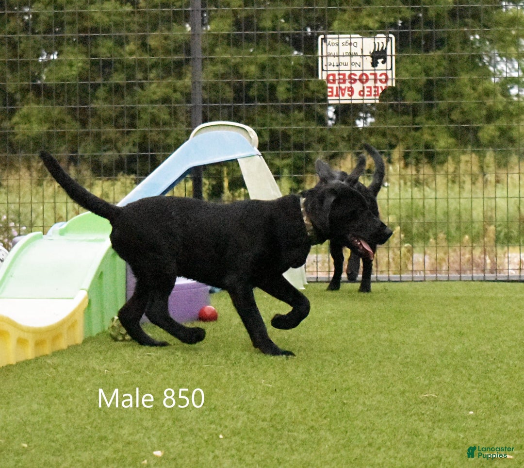 Labrador Retriever dogs for sale: Male 850 - Image 2