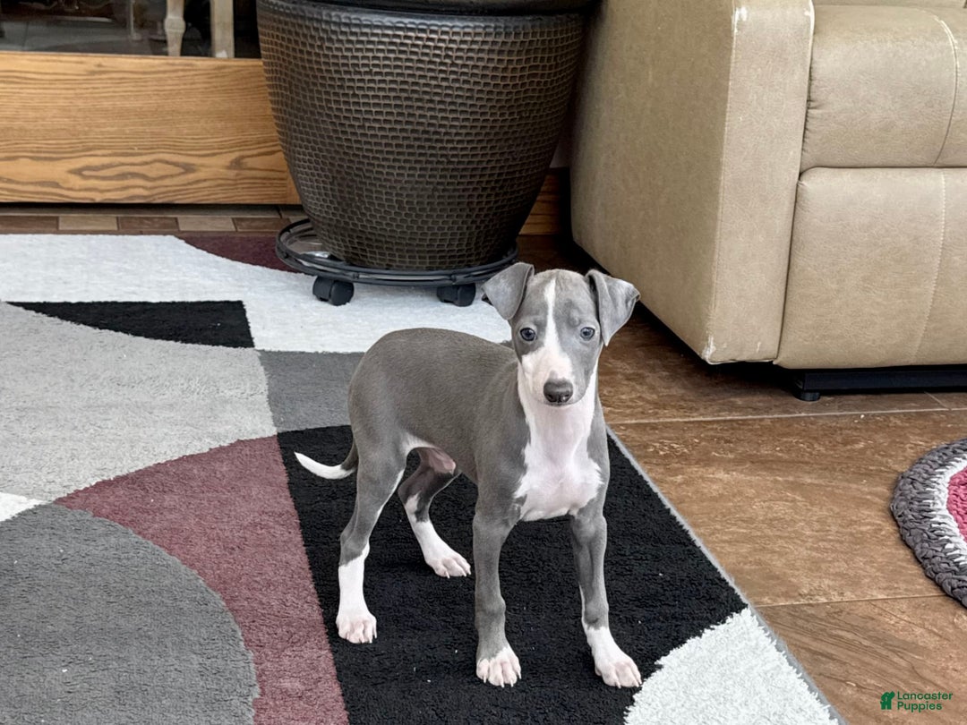 Italian Greyhound dogs for sale: Mj - Image 9