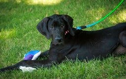 Great Dane dogs for sale: Selene - Image 5