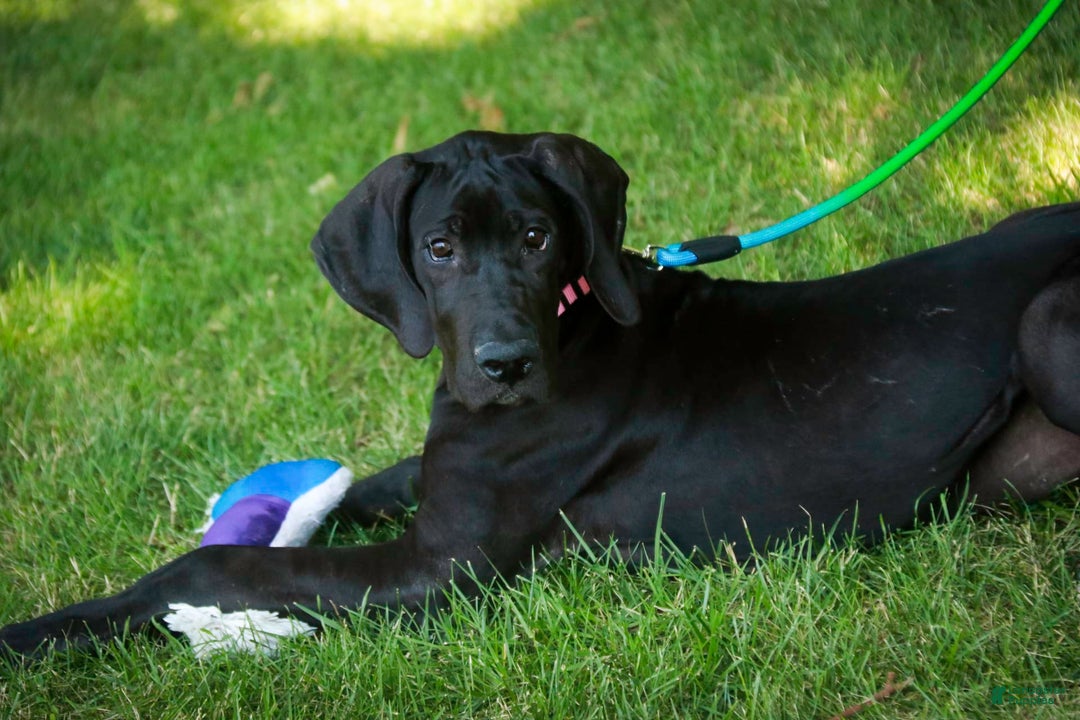 Great Dane dogs for sale: Selene - Image 5