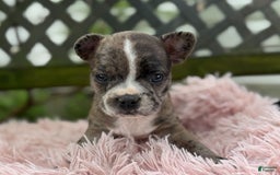 Frenchton dogs for sale: Jayna - Image 13