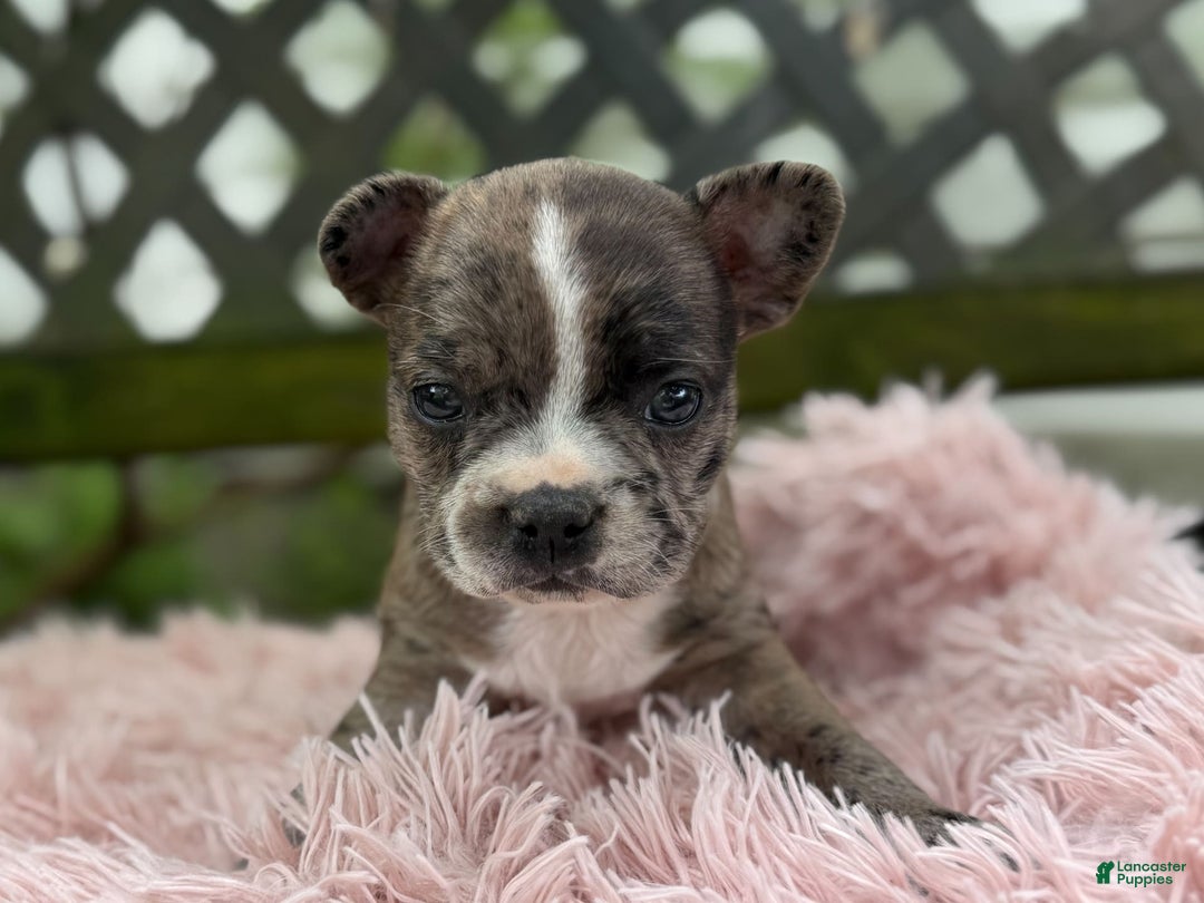 Frenchton dogs for sale: Jayna - Image 13