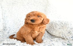  dogs for sale: Mini Goldendoodle 8 puppies - Image 3