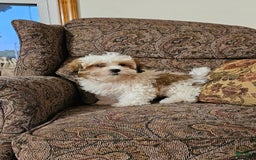 Malshi dogs for sale: Umberto - Image 3