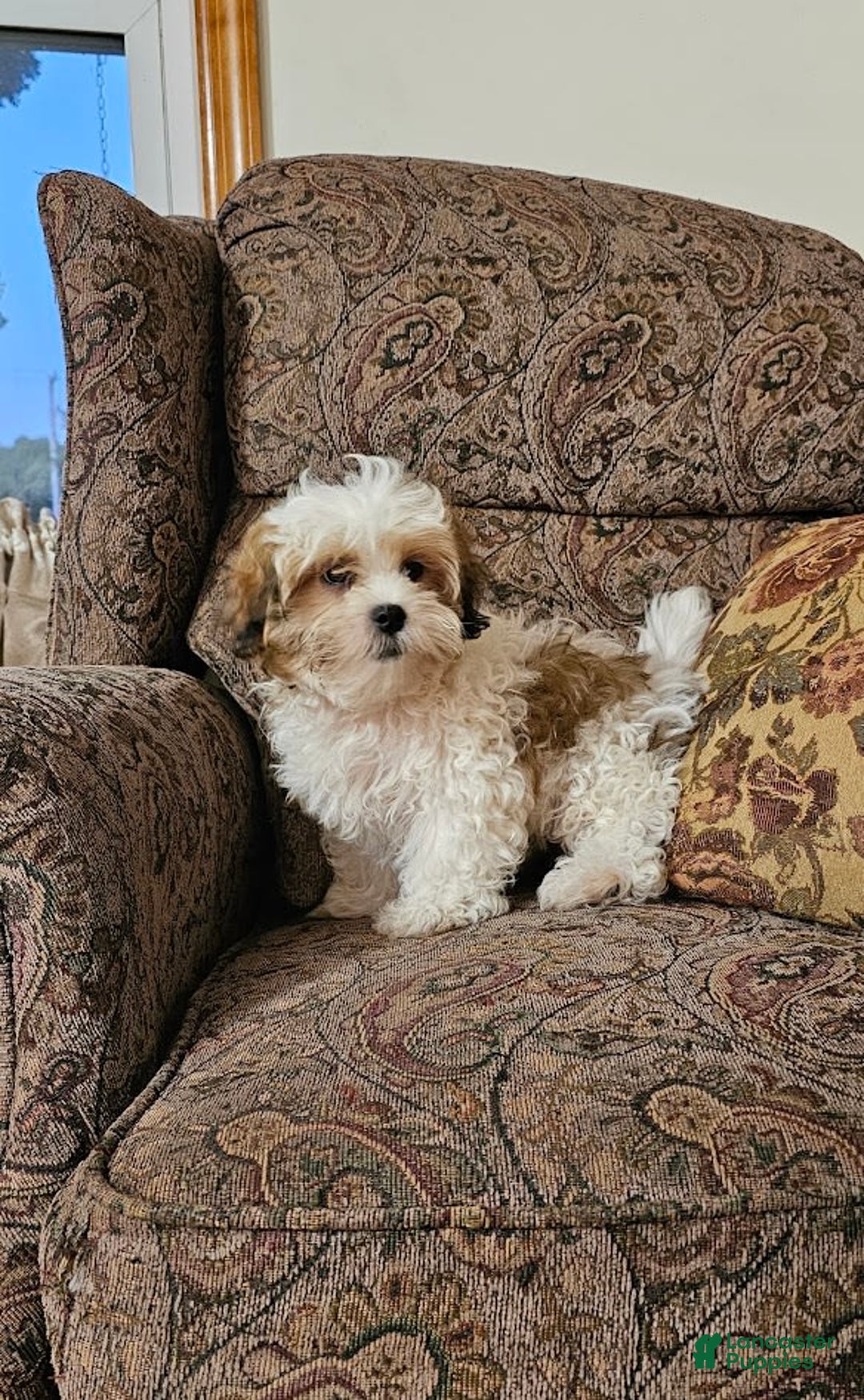 Malshi dogs for sale: Umberto - Image 3