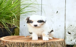 Miniature Australian Shepherd dogs for sale: Holly - Image 7