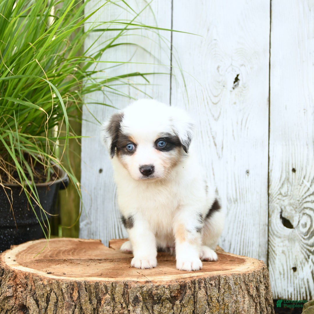 Miniature Australian Shepherd dogs for sale: Holly - Image 7