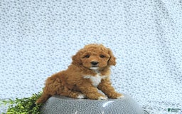Mini Goldendoodle dogs for sale: Maverick - Image 10