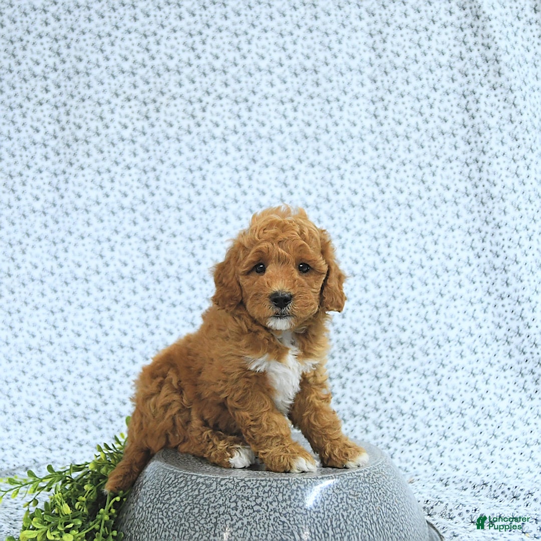 Mini Goldendoodle dogs for sale: Maverick - Image 10