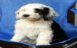Sheepadoodle dogs for sale: Sammy - Image 2