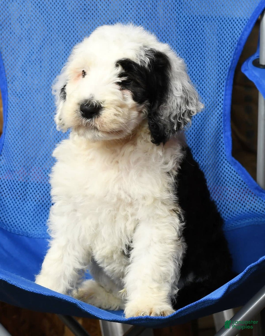 Sheepadoodle dogs for sale: Sammy - Image 2