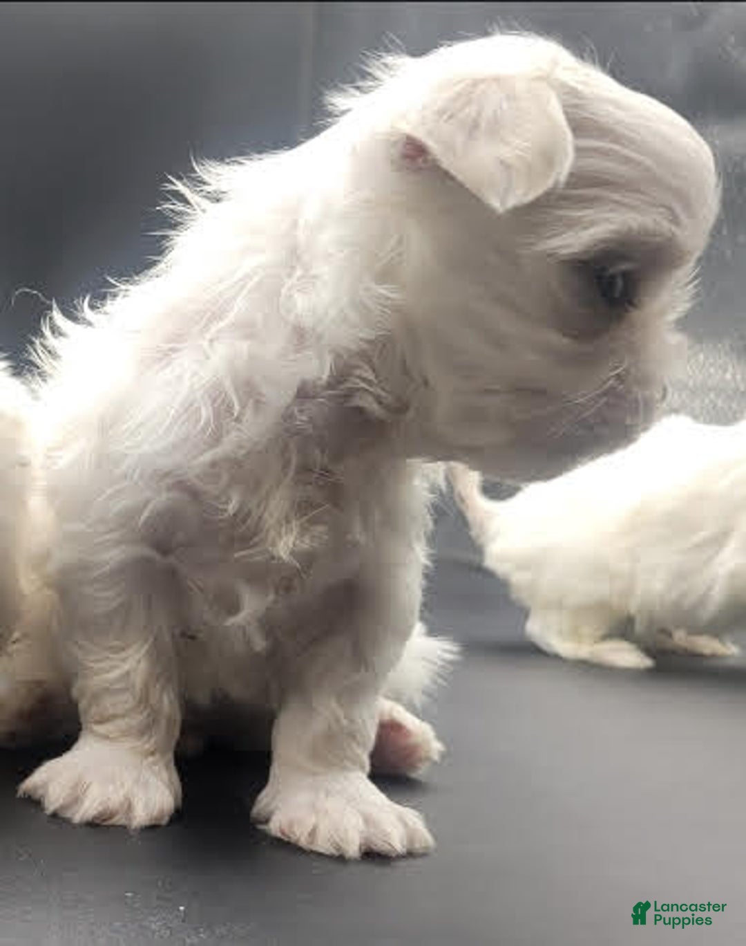 Maltese dogs for sale: Casper - Image 4