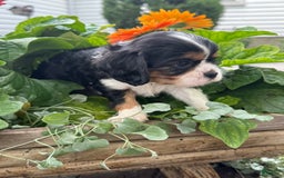 Cavalier King Charles Spaniel dogs for sale: Ray - Image 2