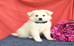 American Eskimo dogs for sale: Mars - Image 2