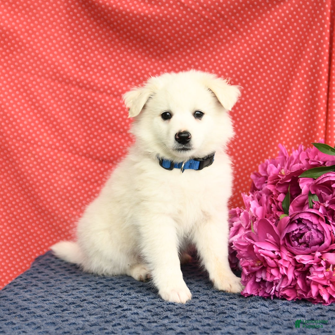 American Eskimo dogs for sale: Mars - Image 2