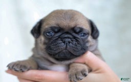 Pug dogs for sale: Mike - Image 4